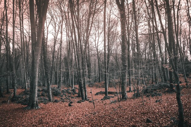 Altos árboles desnudos en un bosque en otoño bajo la luz del sol: ideal para conceptos espeluznantes