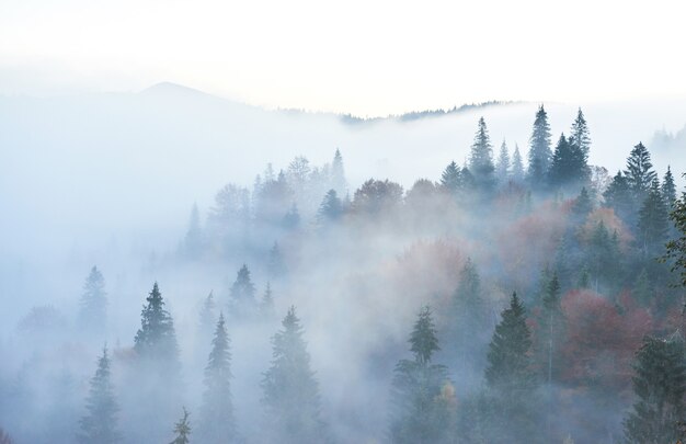 Amanecer de hadas en el paisaje del bosque de montaña por la mañana.