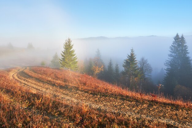 Amanecer de hadas en el paisaje del bosque de montaña por la mañana.