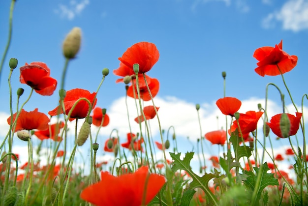 Foto gratuita amapola contra el cielo azul