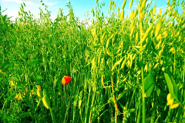 Amapola rodeada de vegetación