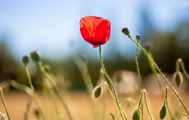 Amapola roja en medio de un campo