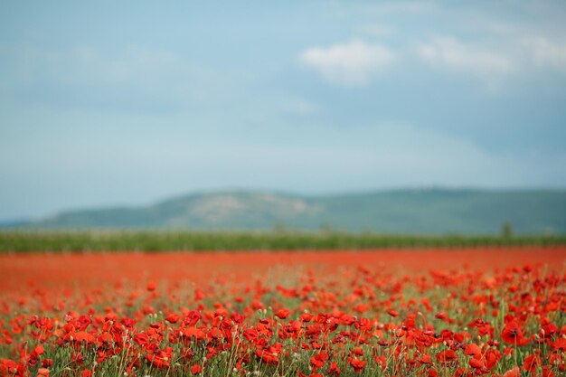 amapolas campo