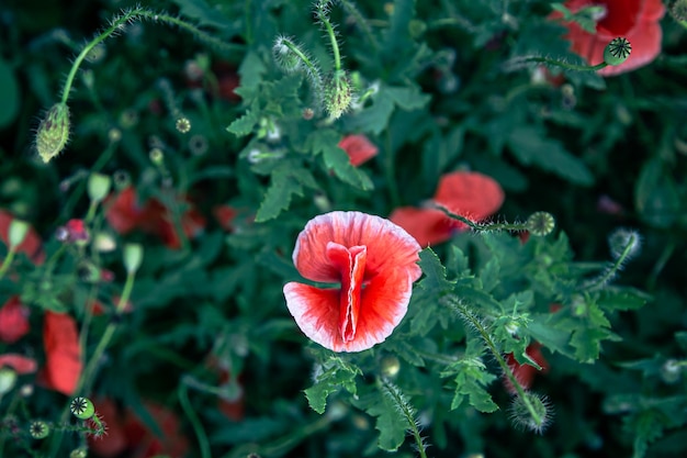 Amapolas entre el follaje verde en la vista superior del campo