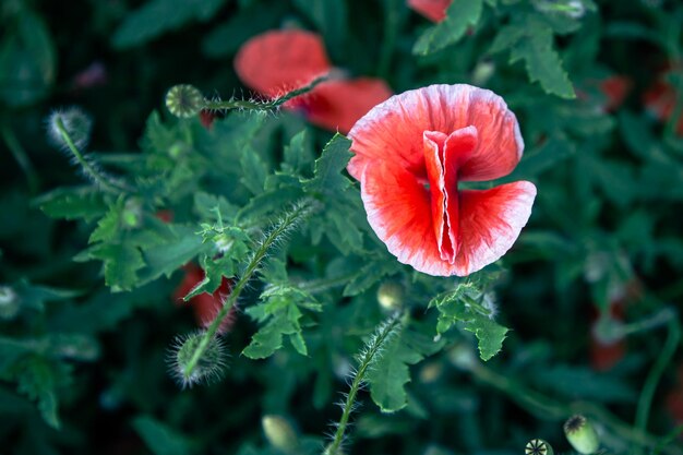 Amapolas entre el follaje verde en la vista superior del campo