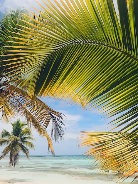 Foto gratuita amarillo y verde hojas de palma en la playa de oro