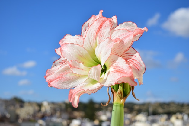 Amaryllis Aphrodite en plena floración, jardinería de techo exitosa