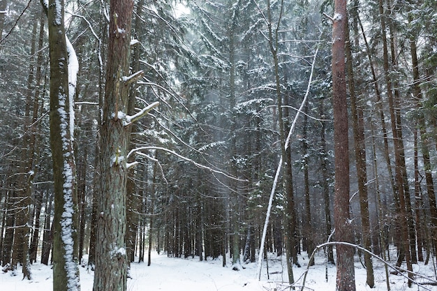 Ambiente de invierno cubierto de nieve