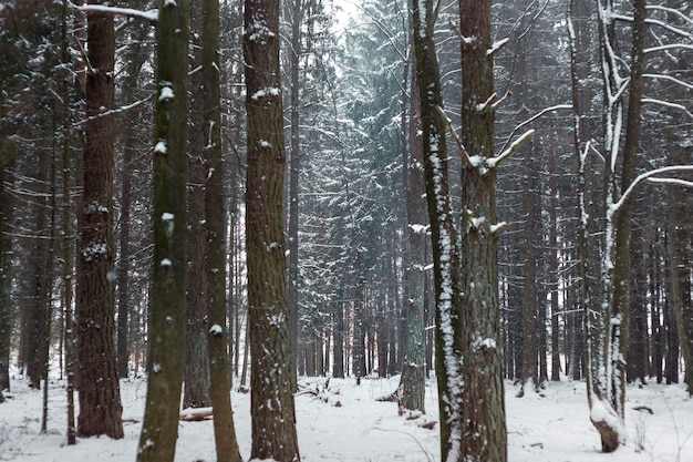 Ambiente de invierno cubierto de nieve