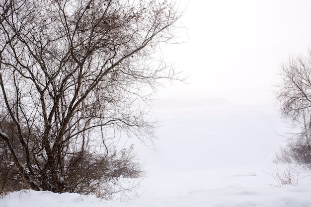 Ambiente de invierno cubierto de nieve