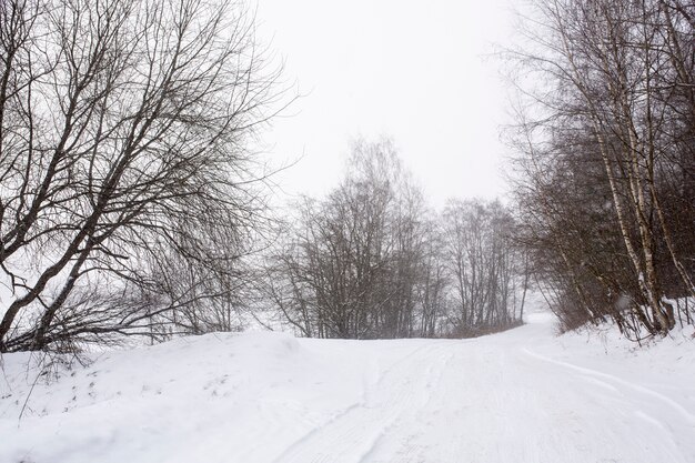 Ambiente de invierno cubierto de nieve