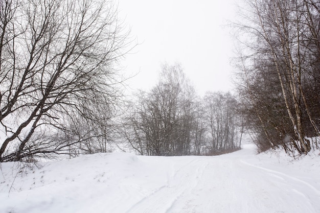 Ambiente de invierno cubierto de nieve