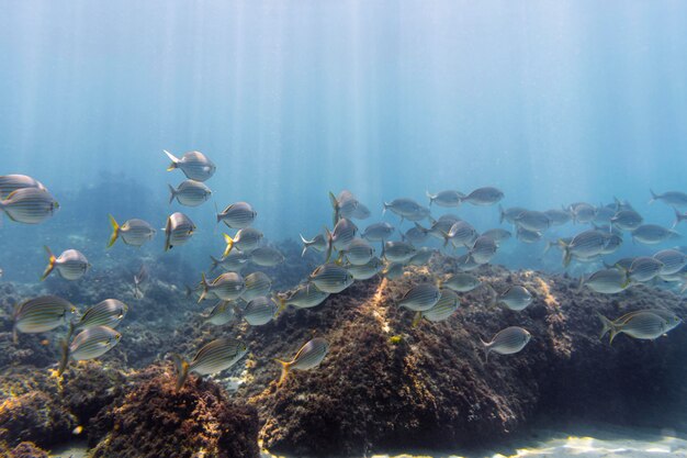 Ambiente submarino con peces.