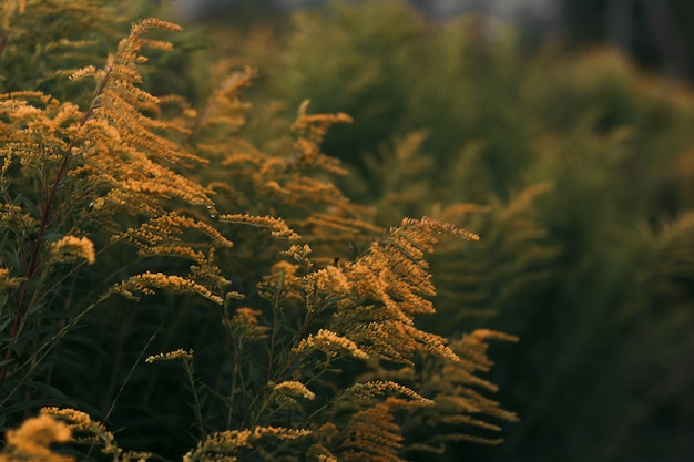 Amplia foto de primer plano selectivo de plantas amarillas en un campo