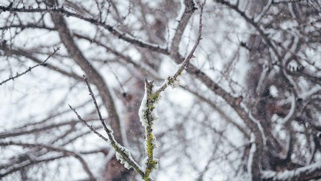 Amplia foto de primer plano selectivo de una rama de un árbol cubierto de nieve