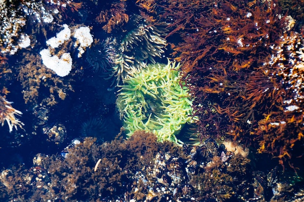 Amplia toma submarina de arrecifes de coral verde y marrón