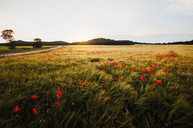 Amplio campo de amapolas en un día ventoso al atardecer