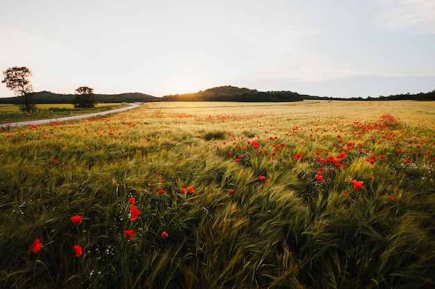 Amplio campo de amapolas en un día ventoso al atardecer