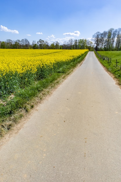 Foto gratuita amplio campo con flores amarillas durante el día.