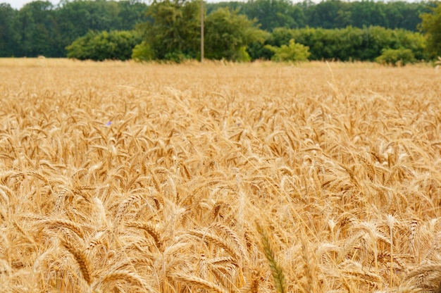 Amplio campo de trigo con cosecha durante el día.