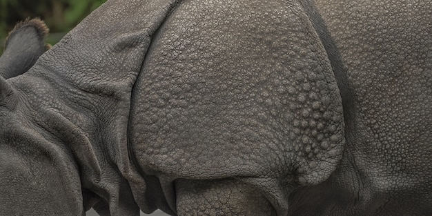 Amplio primer plano de un rinoceronte con un borroso