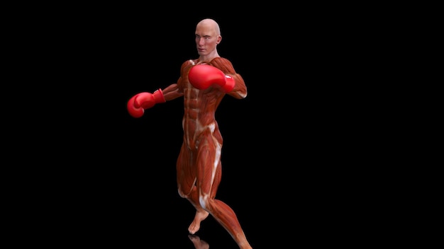 Foto gratuita anatomía 3d abstracta de un hombre de boxeo