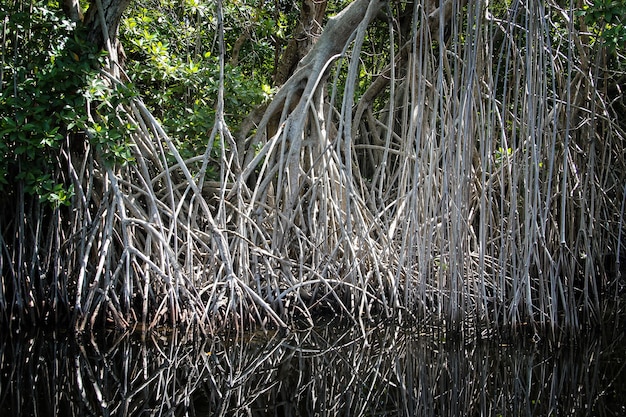 Ancho río cerca del río Negro en Jamaica, paisaje exótico en manglares