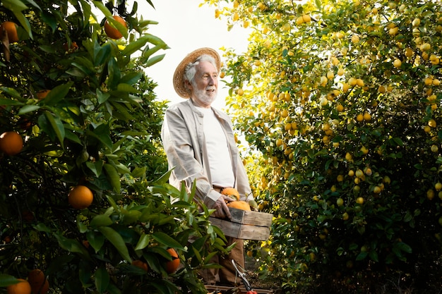 Anciano en plantación de naranjos