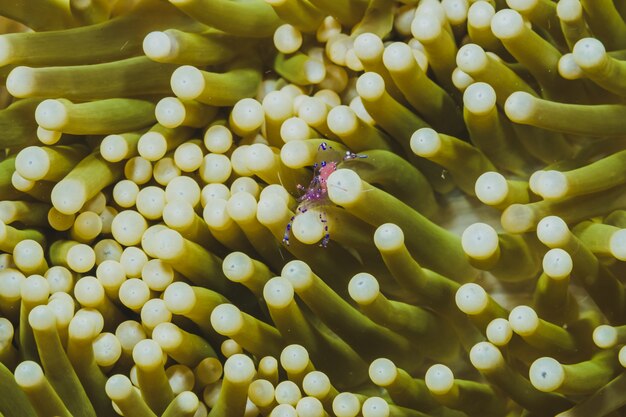 Anémona de mar en la naturaleza