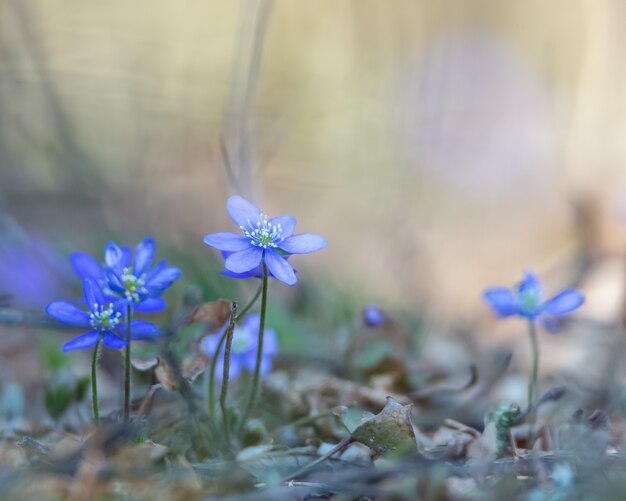 Anemone hepatica, Hepatica nobilis, es una flor azul que está protegida en Suecia.