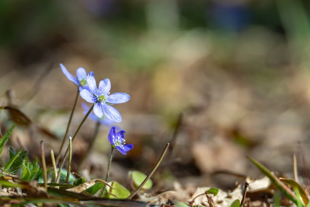 Anemone hepatica, Hepatica nobilis, es una flor azul que está protegida en Suecia.