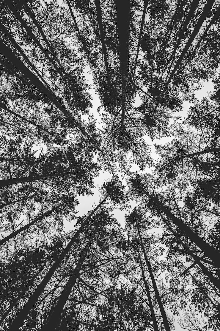 Foto gratuito ángulo de nadir en el bosque