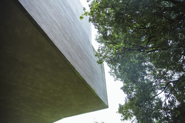 ángulo de visión baja de un árbol y exterior del edificio