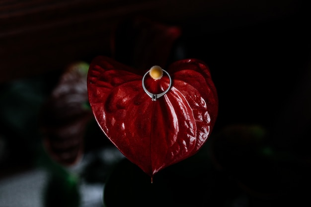 Anillo de compromiso con diamante en una flor de lirio