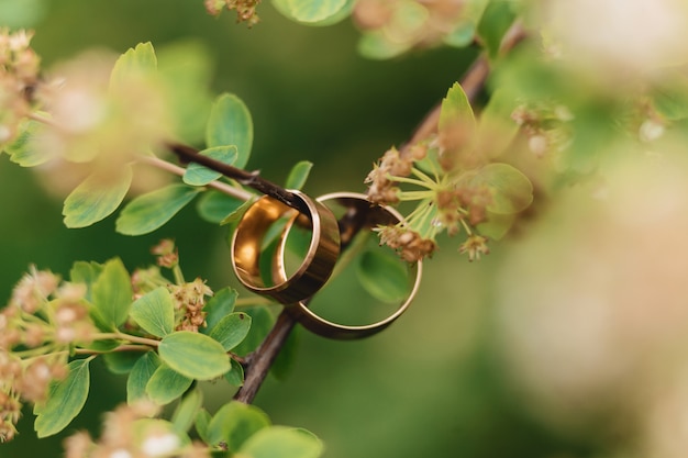 Anillos de boda, celebraciones de bodas y accesorios y decoraciones.