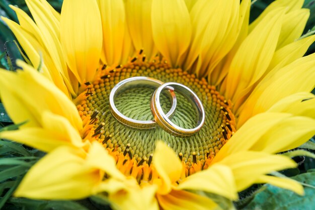 Foto gratuita anillos de boda dentro un girasol