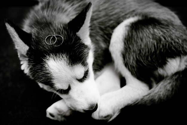 Los anillos de boda se encuentran en un cachorro fornido