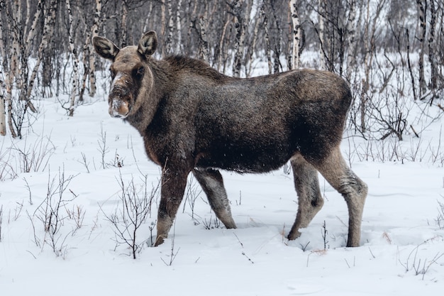 Animal de granja dando un paseo por la campiña nevada en el norte de Suecia