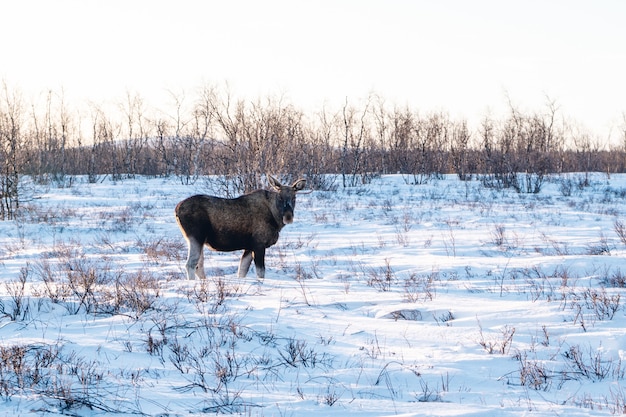 Animal de granja dando un paseo por la campiña nevada en el norte de Suecia