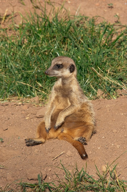 Foto gratuita animal lindo en la naturaleza