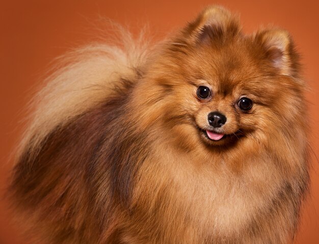 Animal. Lindo spitz