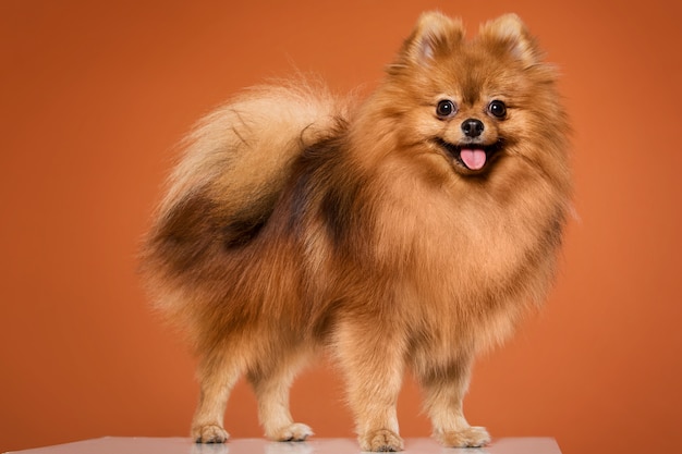 Animal. Lindo spitz