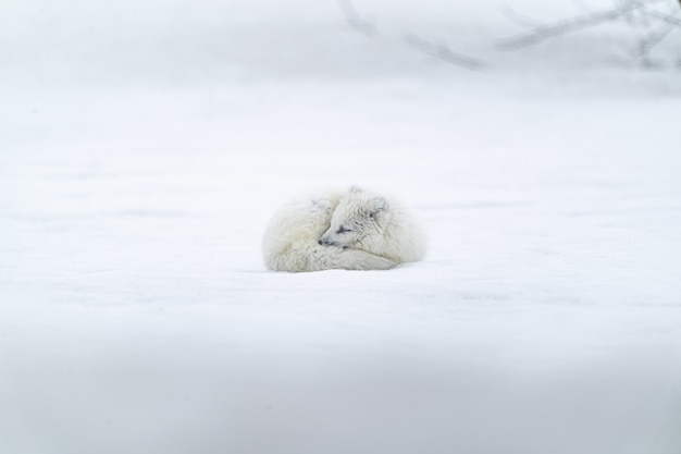 Animal de pelo largo blanco sobre suelo cubierto de nieve