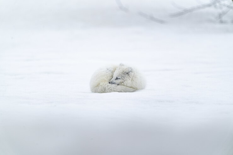 Animal de pelo largo blanco sobre suelo cubierto de nieve