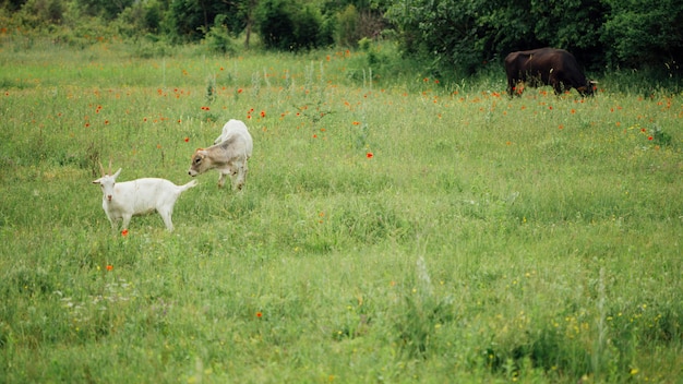 Animales de granja de tiro largo en pasto