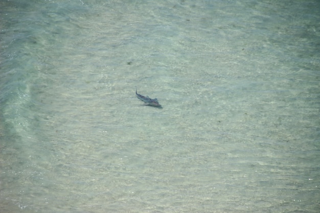 animales en el mar