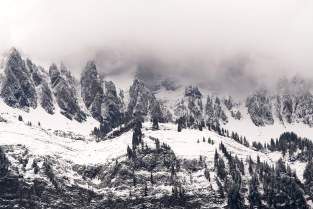 Antena de bosque cubierto de nieve