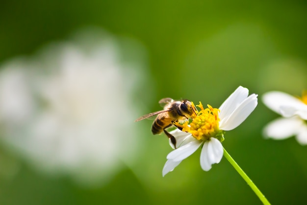 Foto gratuita antena de color verde de abeja blanca