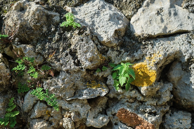 Antigua pared de la casa de piedra salvaje cubierta de musgo y plantas idea de fondo o textura