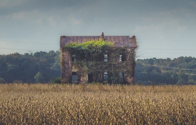 Antiguo edificio abandonado cubierto por largas enredaderas en medio de un campo